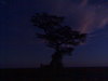 Nite tree